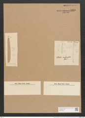 Nitzschia amphicephala Grun. (de-Toni-Nr.: Genus 47, Species 2125) Zeichnungen Sammlung Grunow Nr. 4260 (NHMW-BOT-W0372237)